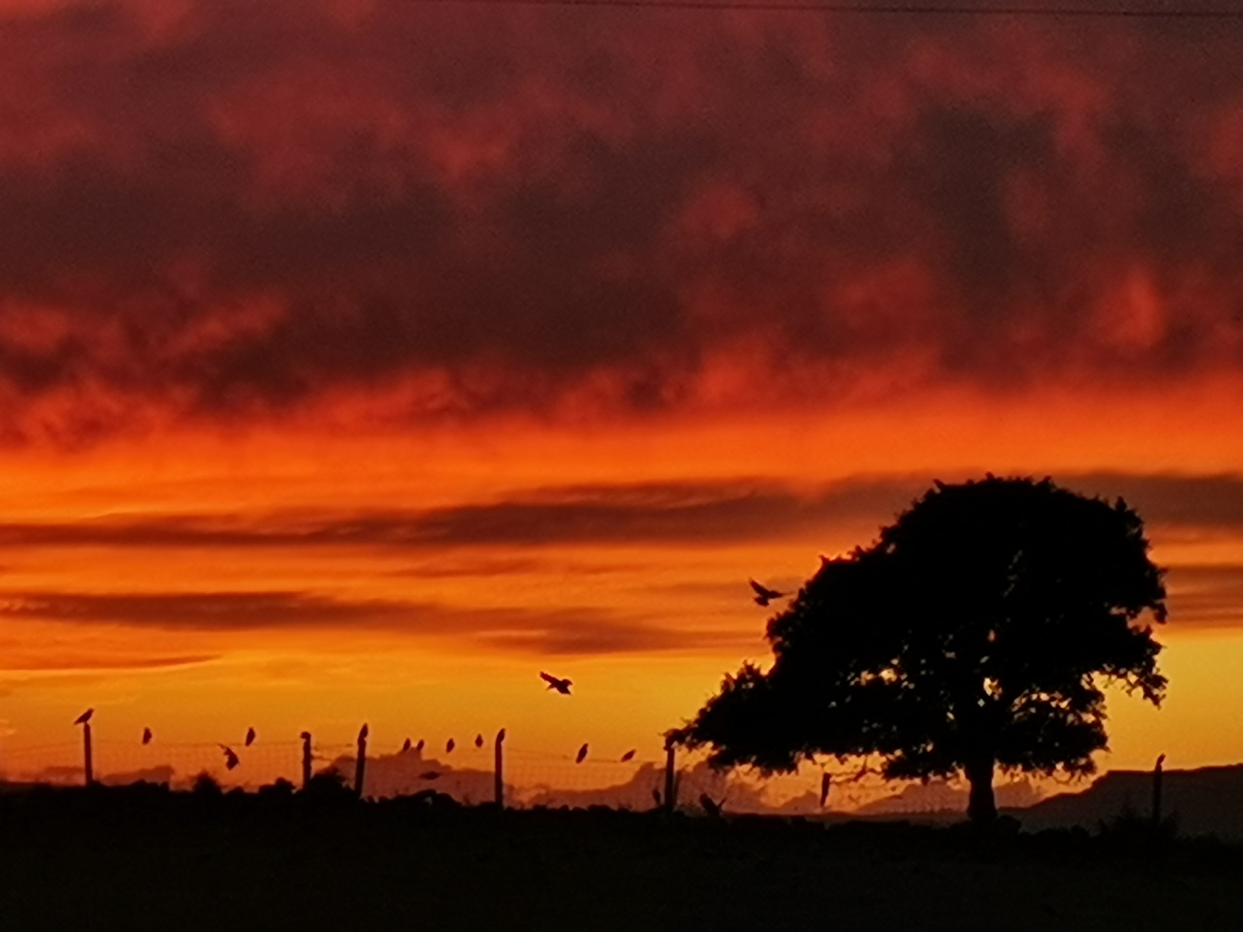Tramonto rosso e arancione infuocato con albero in controluce e uccelli in volo